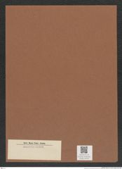 Diatomeae indet. Zeichnungen Sammlung Grunow Mappe 04520 (Herbarium_W_Grunow_drawings_Folder_04520)